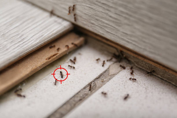 Best Wildlife Control Services  in Summerset, SD