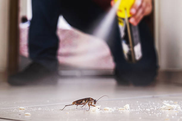 Flea Control Services in Summerset, SD